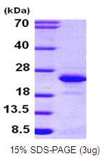 AR09110PU-L - FGF12