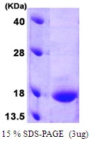 AR09109PU-L - GADD45G