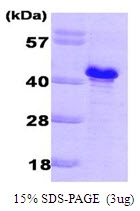 AR09119PU-L - GLC8