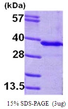 AR09031PU-L - GNMT