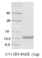AR50010PU-N - Leptin