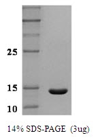 AR50000PU-N - Leptin