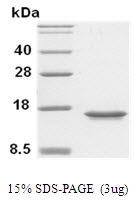 SA6053 - MIF
