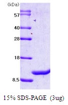 AR03003PU-N - MIF
