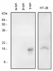 SP6000 - Gamma-Synuclein / SNCG