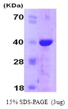 AR09069PU-L - Cyclophilin E