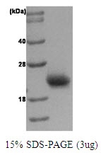 AR09079PU-L - RAC1