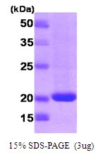 AR09082PU-L - RHEB