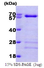 AR09143PU-N - SMAD4