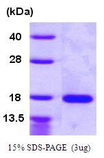 AR09726PU-L - VEGF-A