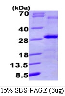AR09129PU-L - VEGF-B