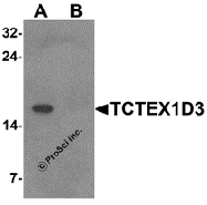 AP55502CP-N - TCTE3
