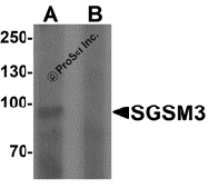 AP55474CP-N - SGSM3