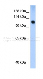ARP30031_P050 - SMARCA5