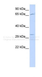ARP30063_P050 - UTF1