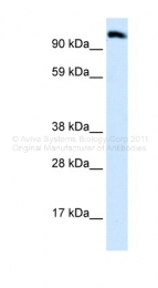 ARP30074_P050 - Early endosome antigen 1