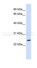 ARP30325_P050 - Bcl-2-like 8
