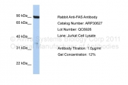 ARP30627_P050 - CD95 / FAS
