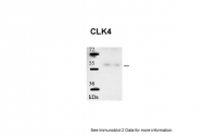ARP30645_P050 - CLK4