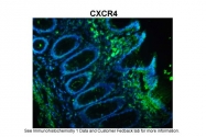 ARP30799_P050 - CD184 / CXCR4