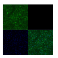 ARP31218_P050 - POU3F2