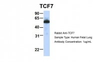 ARP31429_P050 - TCF7 / TCF1