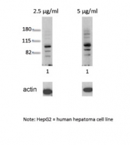 ARP31635_T100 - Ah receptor / AhR