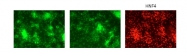 ARP31859_P050 - GATA6