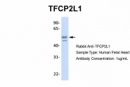 ARP31918_P050 - TFCP2L1