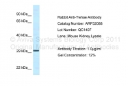 ARP32088_P050 - 14-3-3 protein epsilon