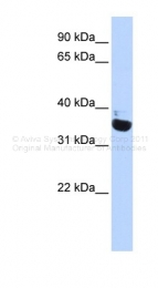 ARP32166_P050 - Olfactory receptor 13C5