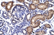 ARP32243_T100 - Ah receptor / AhR