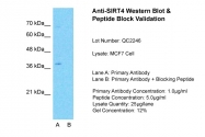 ARP32451_P050 - SIRT4