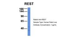ARP32478_P050 - REST