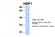 ARP32559_P050 - HBP1