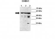 ARP32588_P050 - CHK1
