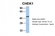 ARP32588_P050 - CHK1