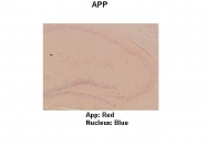 ARP32591_P050 - Amyloid beta A4 protein / APP