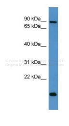 ARP32591_P050 - Amyloid beta A4 protein / APP