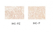 ARP32711_P050 - Myelin transcription factor