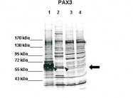 ARP32736_P050 - PAX3