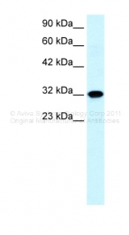 ARP32802_P050 - Aquaporin-7 / AQP7