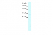 ARP32807_P050 - Prohibitin / PHB