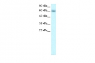 ARP32828_P050 - TRAFD1 / FLN29