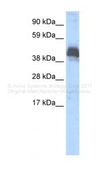 ARP32978_P050 - ZBTB43