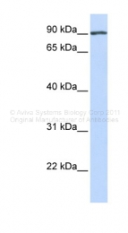 ARP33075_P050 - Amyloid beta A4 protein / APP