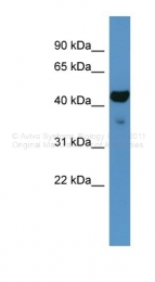 ARP33121_P050 - Fatty acid alpha-hydroxylase