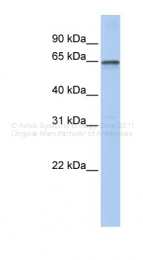 ARP33131_P050 - AdoHcyase 2 / AHCYL1