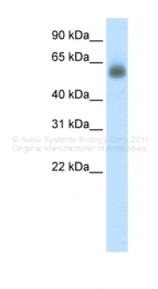 ARP33196_P050 - GRHL3 / SOM