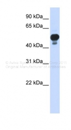 ARP33228_P050 - RING1 / RNF1